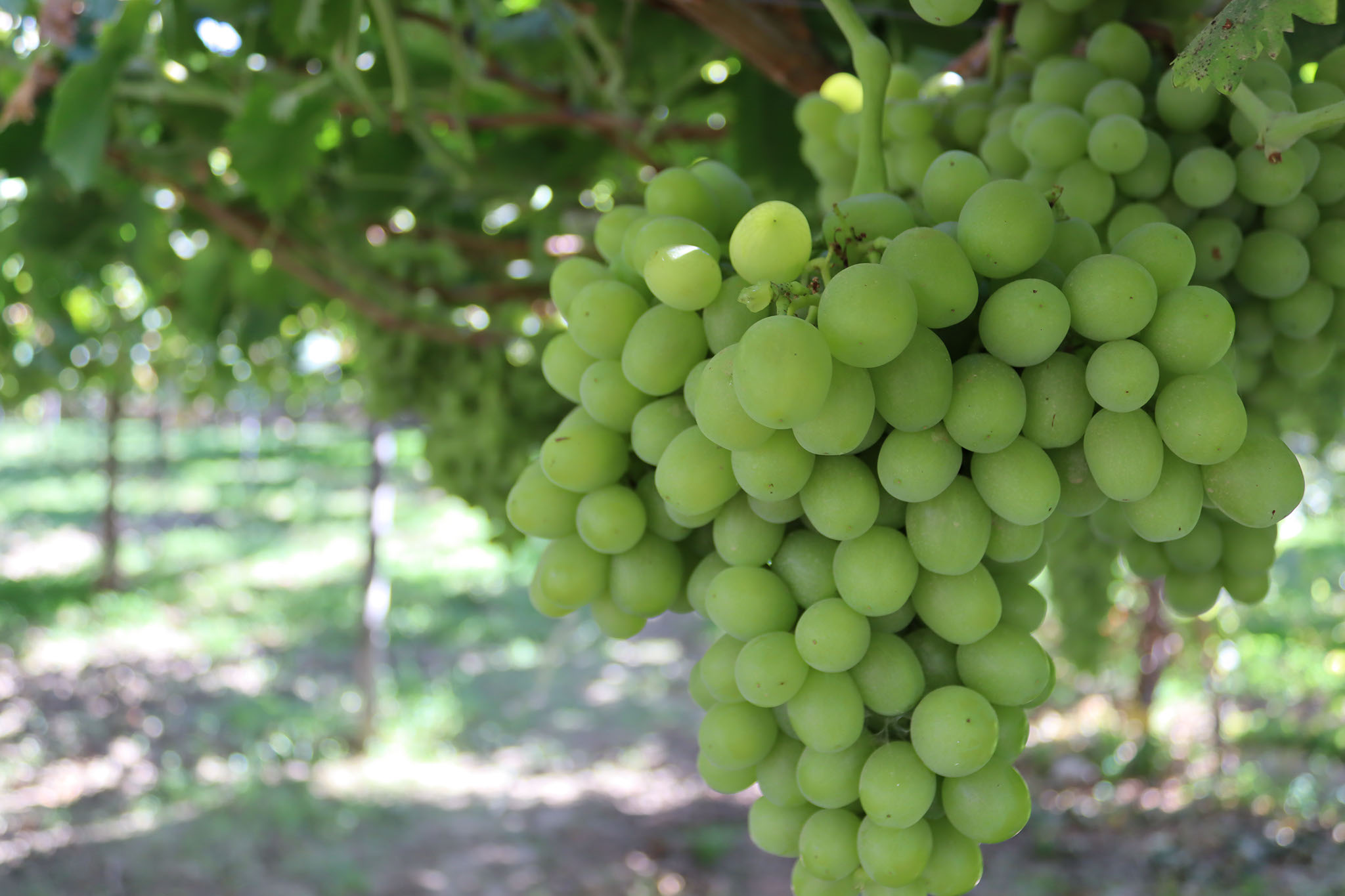MedSNAIL_AoT_OhanesGrape3.jpg
