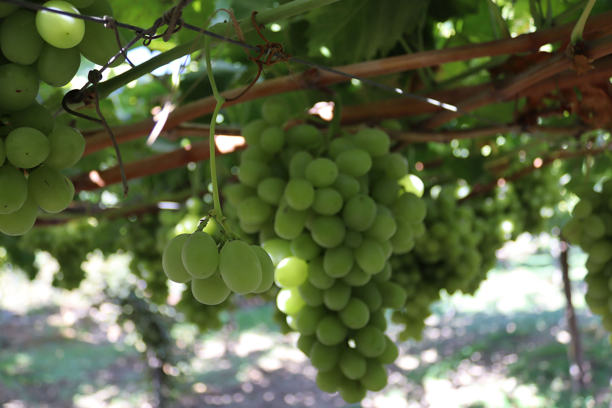 MedSNAIL_AoT_OhanesGrape4.jpg