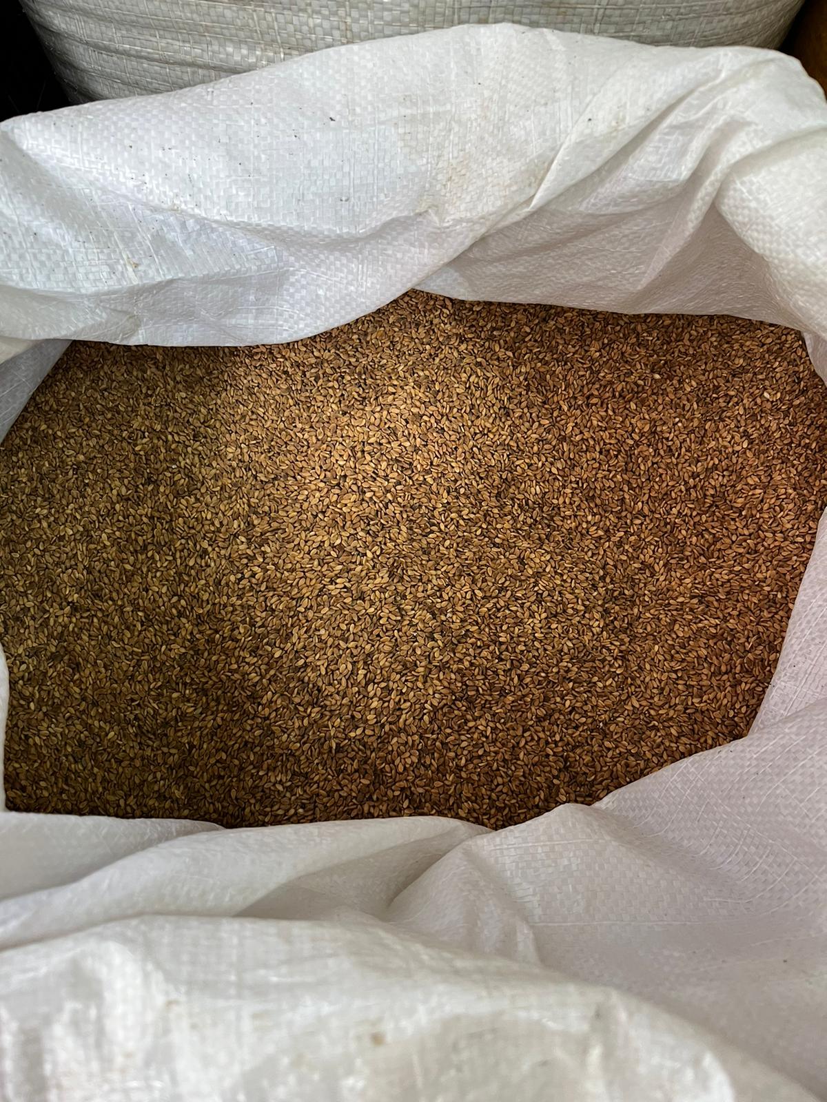 Baladi Sesame.jpg