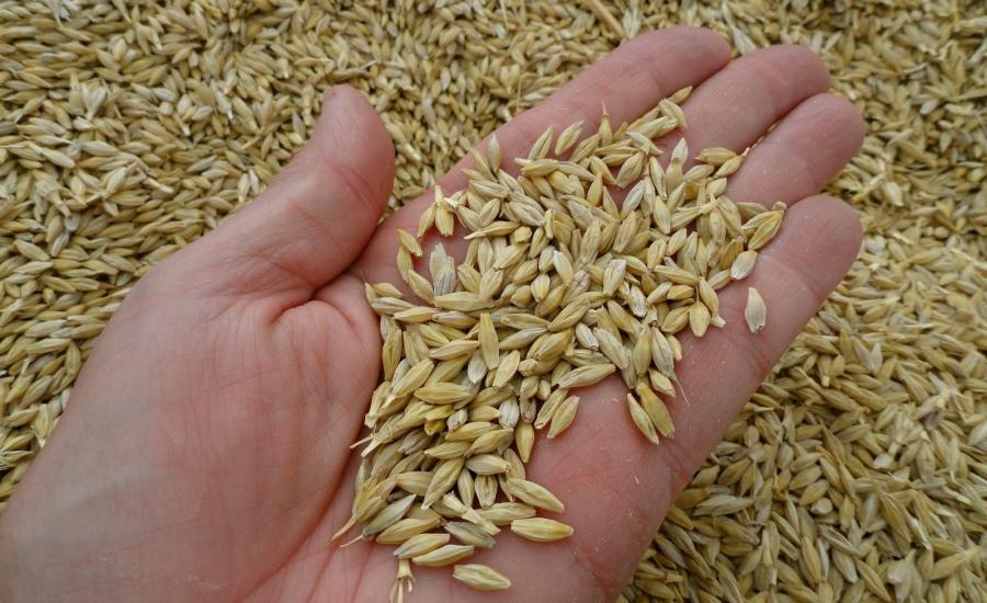 Levant barley.jpg