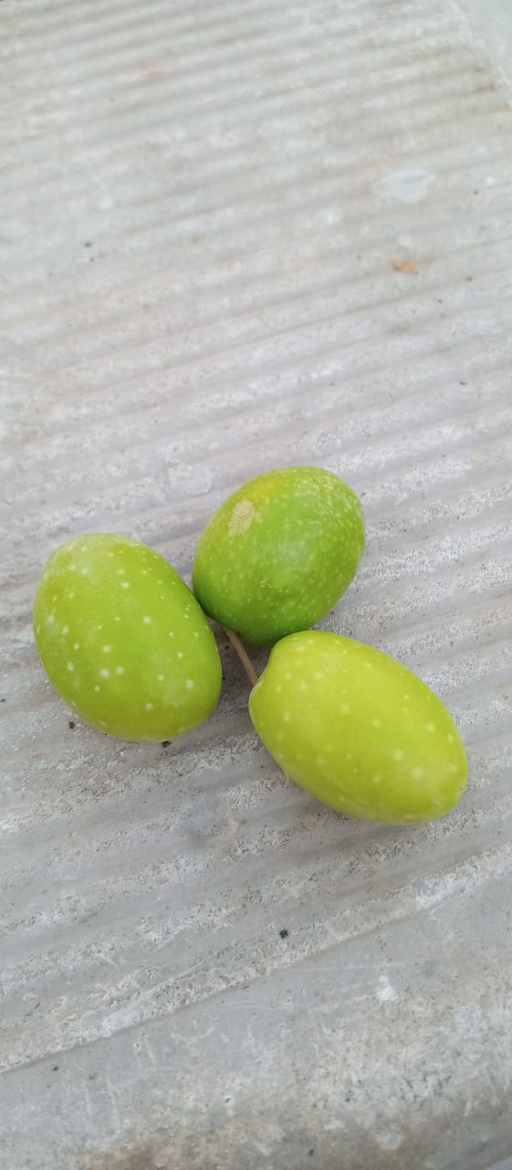 Rumi Olives.jpg